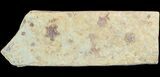 Rare, Plate of Cretaceous Starfish (Marocaster) - Morocco #48324-1